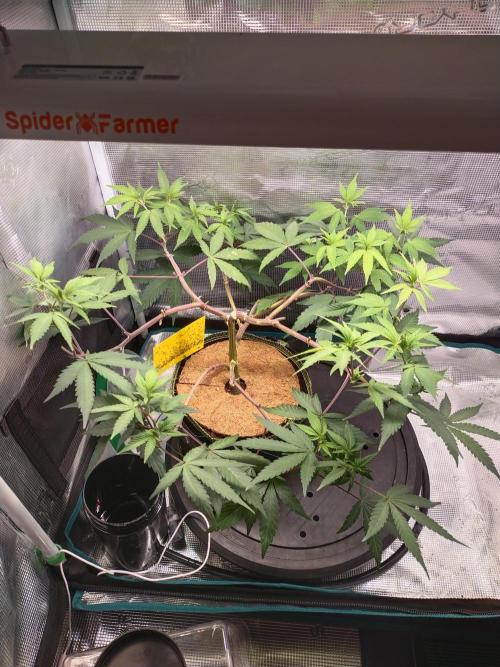 BB#3 gen. 2. Week 7