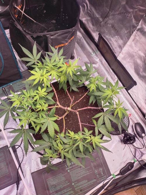 BB#3 gen. 2. Week 7