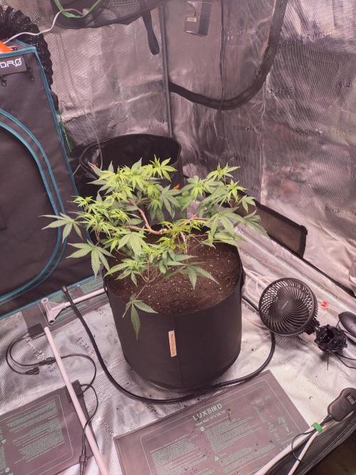 BB#3 gen. 2. Week 7