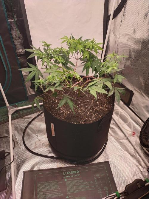 BB#3 gen. 2. Week 7