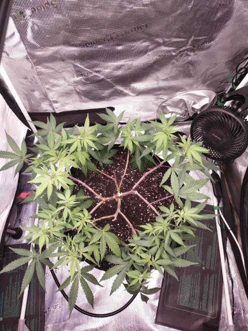 BB#3 gen. 2. Week 7