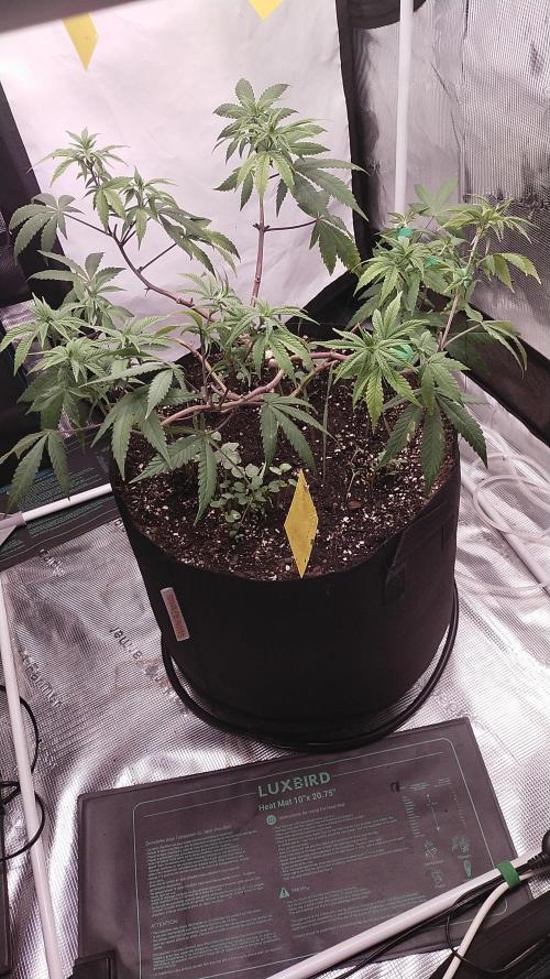 BB#3 gen. 2. Week 8