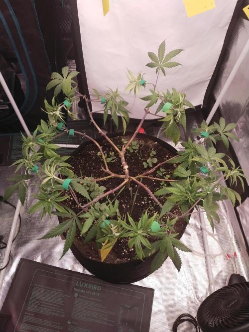 BB#3 gen. 2. Week 8
