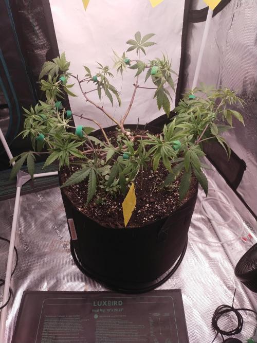 BB#3 gen. 2. Week 8