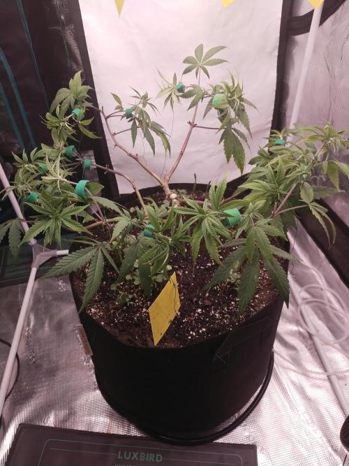 BB#3 gen. 2. Week 8
