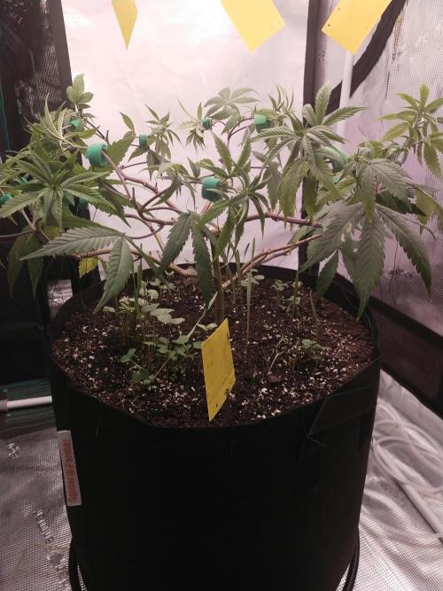 BB#3 gen. 2. Week 8