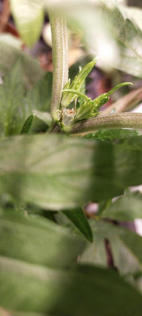 Bruce Banner. Week 3