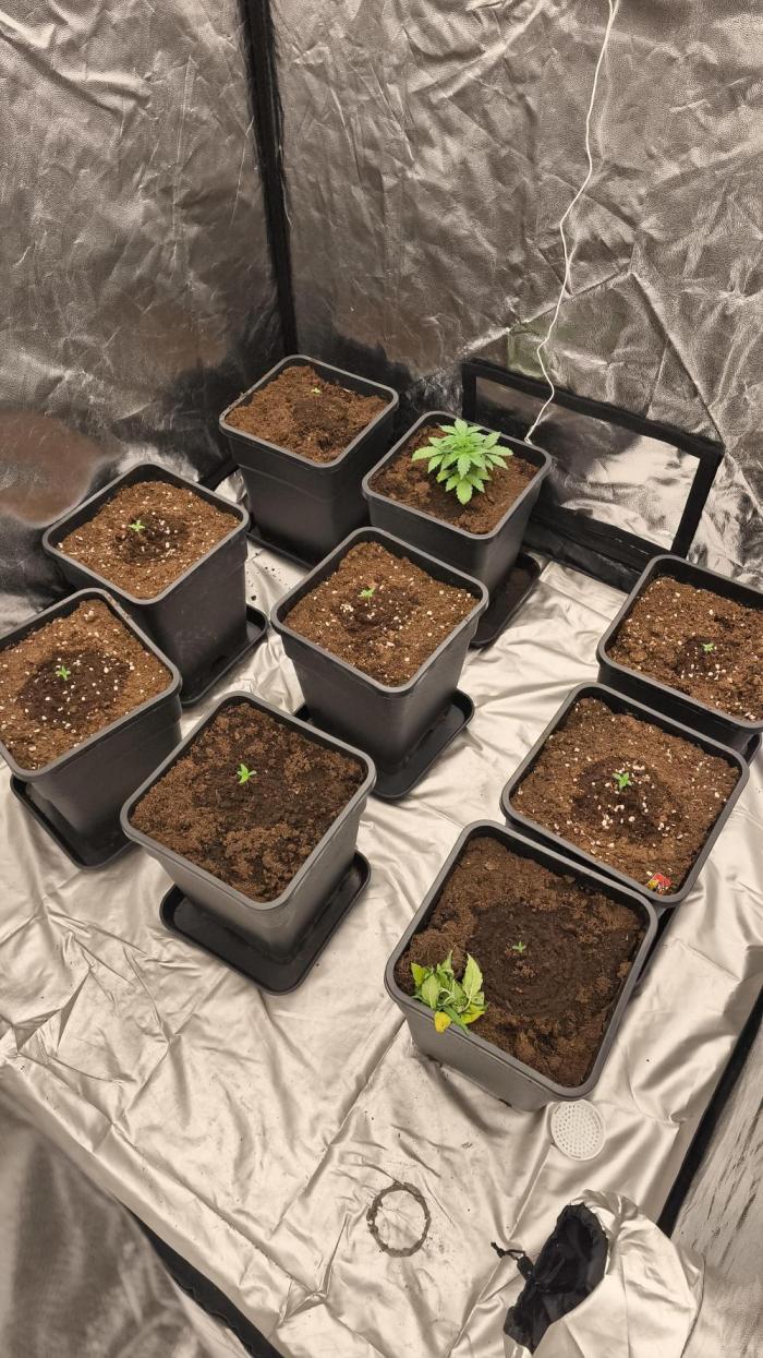 Banana. Week 0 - Germinación empezada día 10