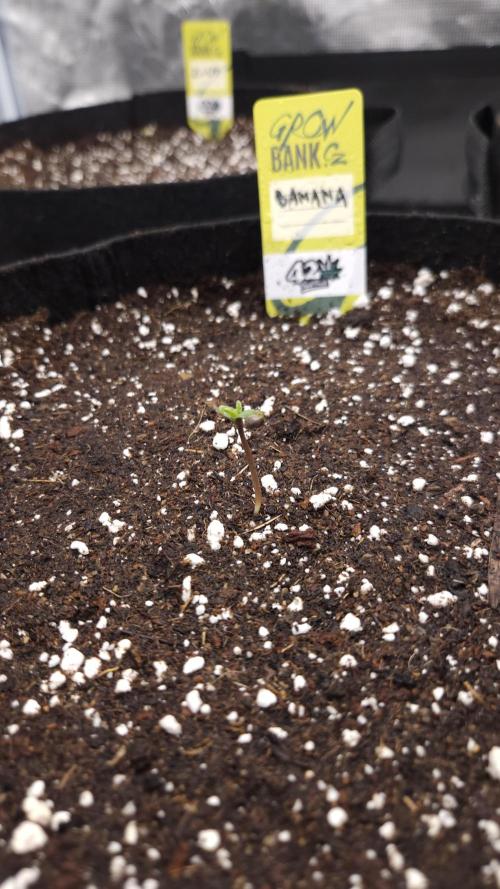 First grow Fastbuds Auto. Week 1 - DAY 1