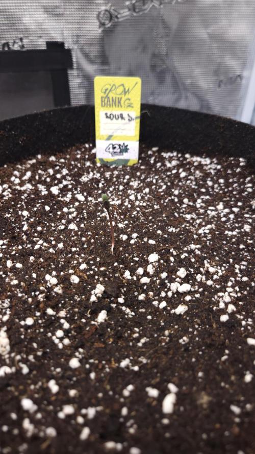 First grow Fastbuds Auto. Week 1 - DAY 1 