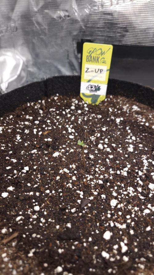 First grow Fastbuds Auto. Week 1 - DAY 1