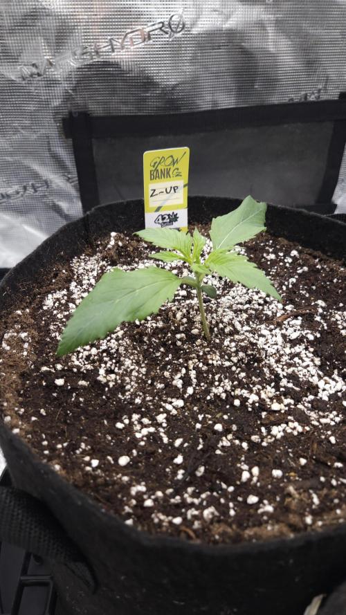 First grow Fastbuds Auto. Week 2 - Fastbuds Z-UP 