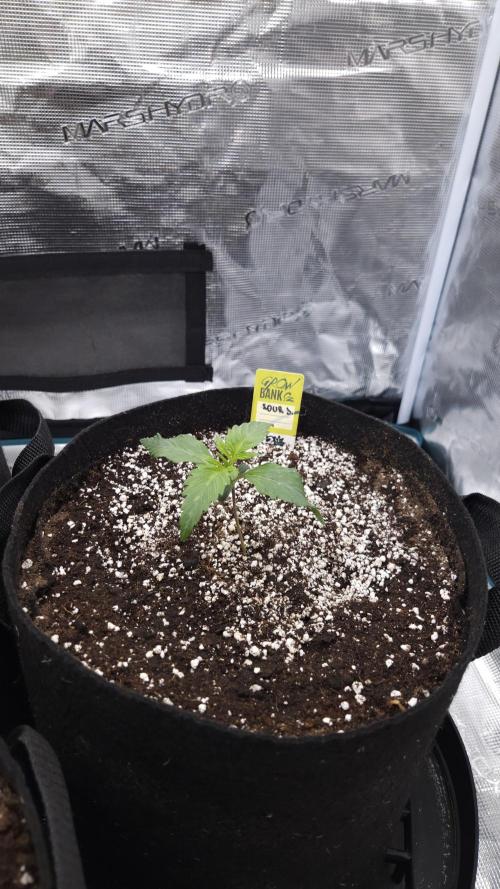 First grow Fastbuds Auto. Week 2 - Fastbuds Sour Jelaousy 