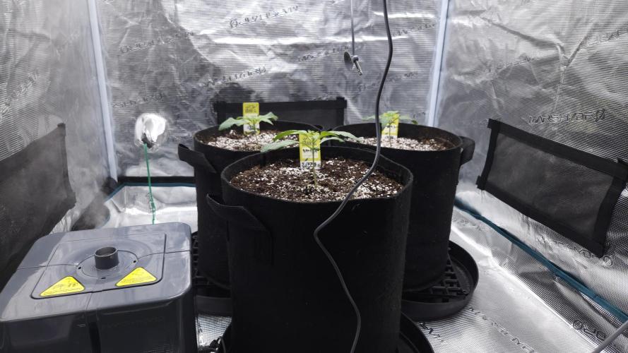 First grow Fastbuds Auto. Week 2