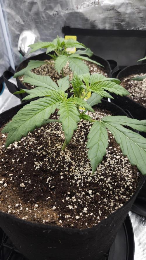 First grow Fastbuds Auto. Week 3 - Banana purple punch RF3