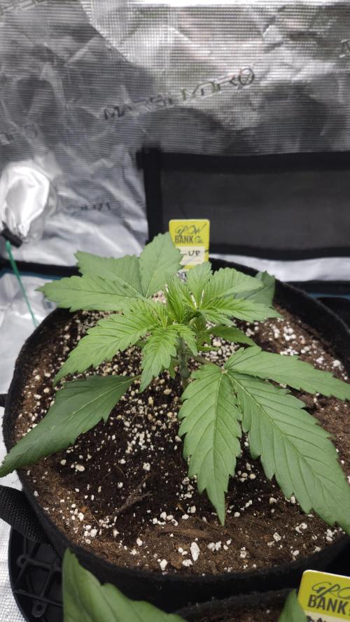 First grow Fastbuds Auto. Week 3 - Z-Up