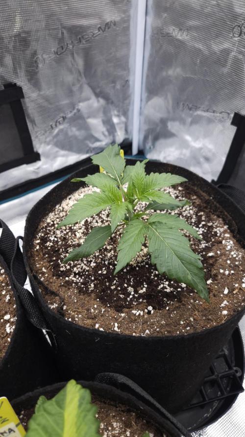First grow Fastbuds Auto. Week 3 - Sour jelaousy 