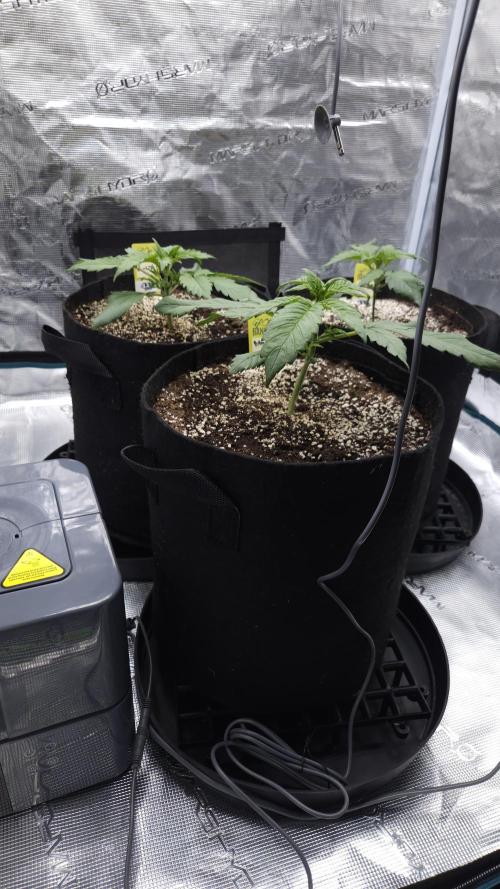 First grow Fastbuds Auto. Week 3