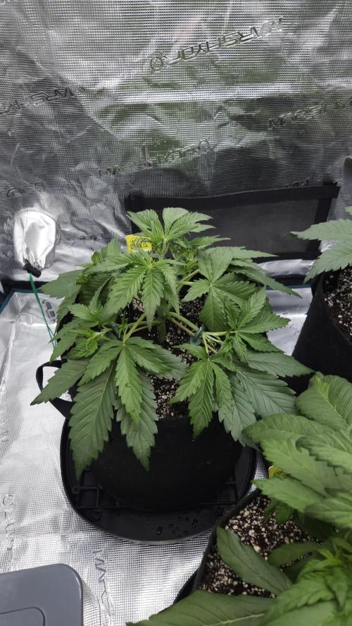 First grow Fastbuds Auto. Week 4