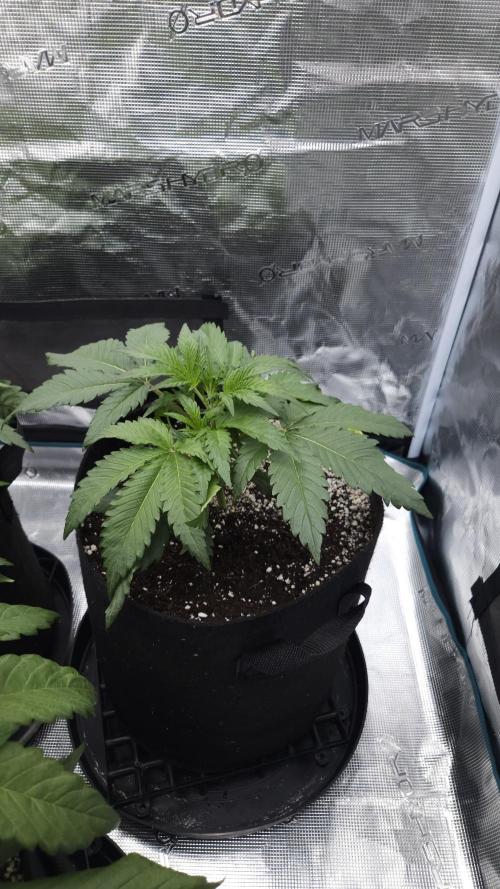 First grow Fastbuds Auto. Week 4