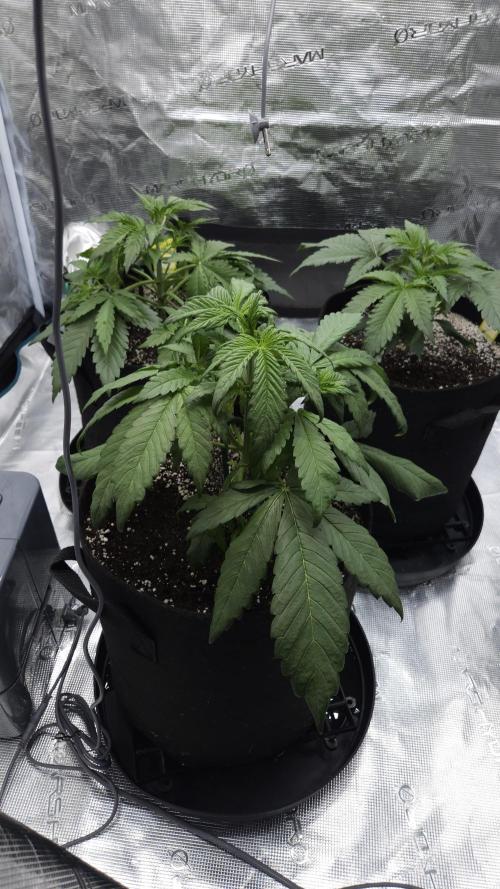 First grow Fastbuds Auto. Week 4