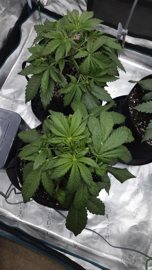 First grow Fastbuds Auto. Week 4