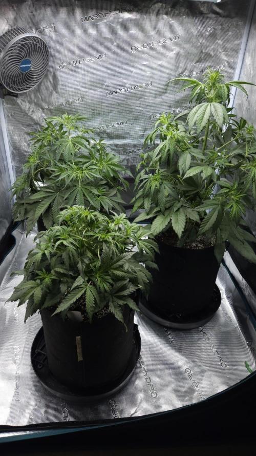 First grow Fastbuds Auto. Week 5