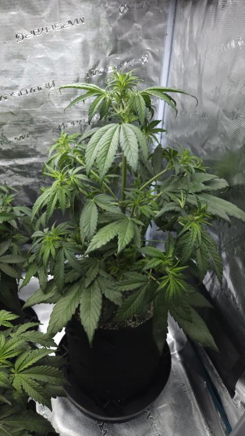 First grow Fastbuds Auto. Week 5