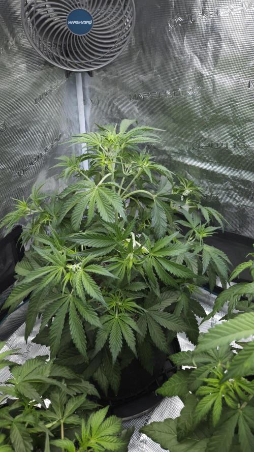 First grow Fastbuds Auto. Week 5