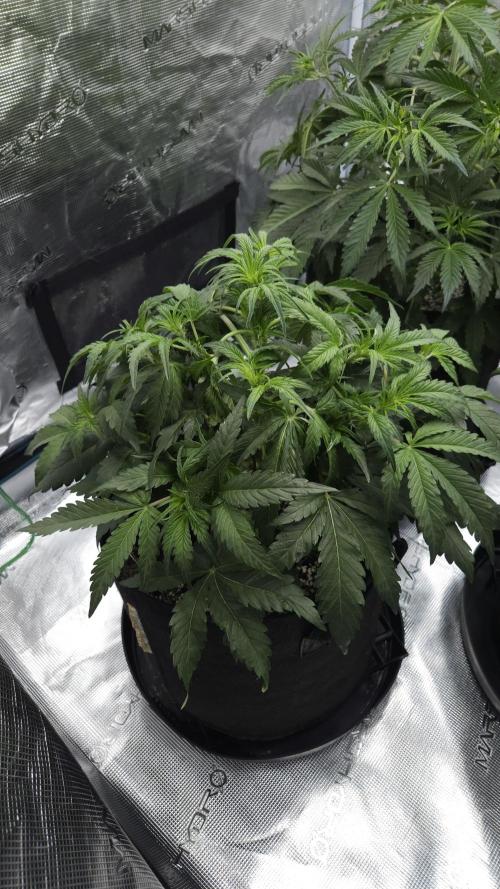 First grow Fastbuds Auto. Week 5