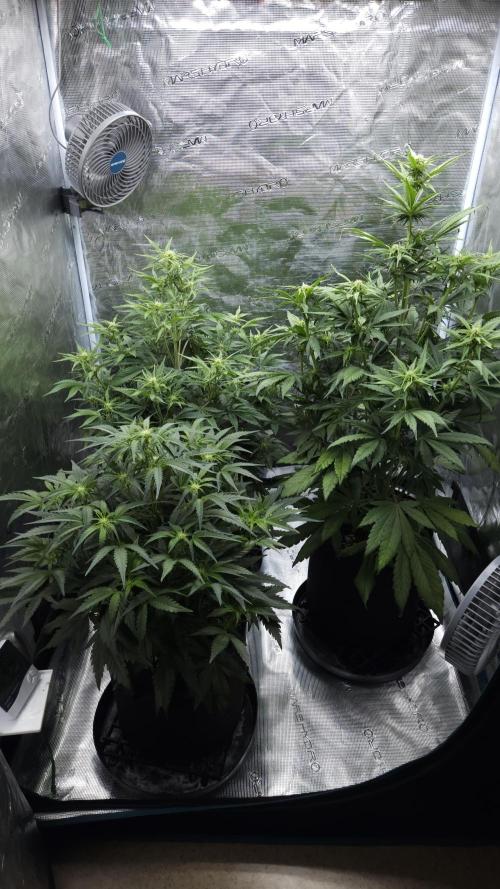 First grow Fastbuds Auto. Week 6