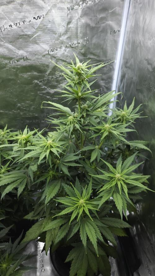 First grow Fastbuds Auto. Week 6