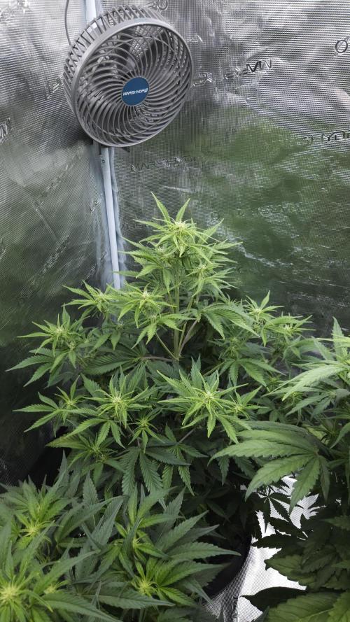 First grow Fastbuds Auto. Week 6