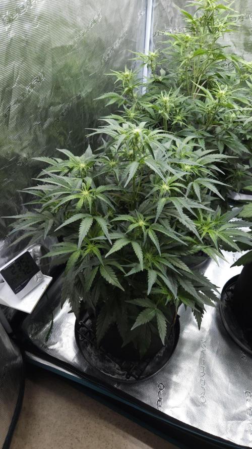 First grow Fastbuds Auto. Week 6