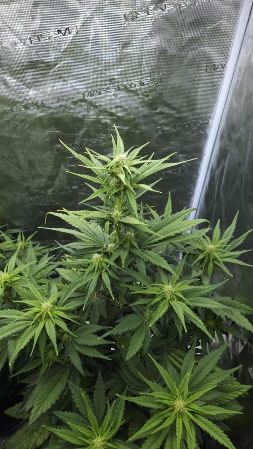 First grow Fastbuds Auto. Week 6