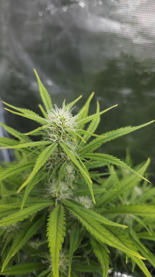 First grow Fastbuds Auto. Week 7