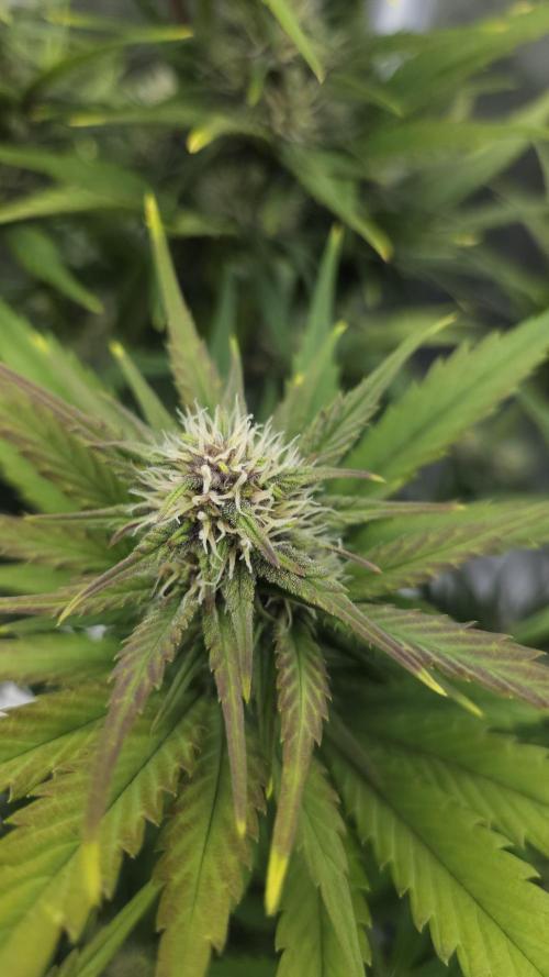 First grow Fastbuds Auto. Week 7