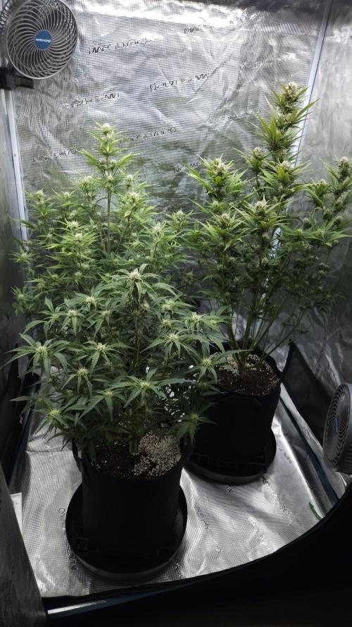 First grow Fastbuds Auto. Week 7