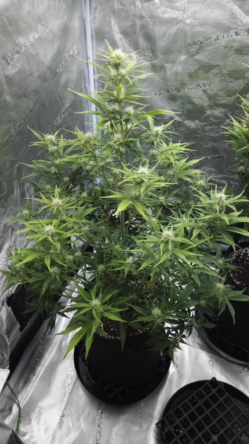 First grow Fastbuds Auto. Week 7