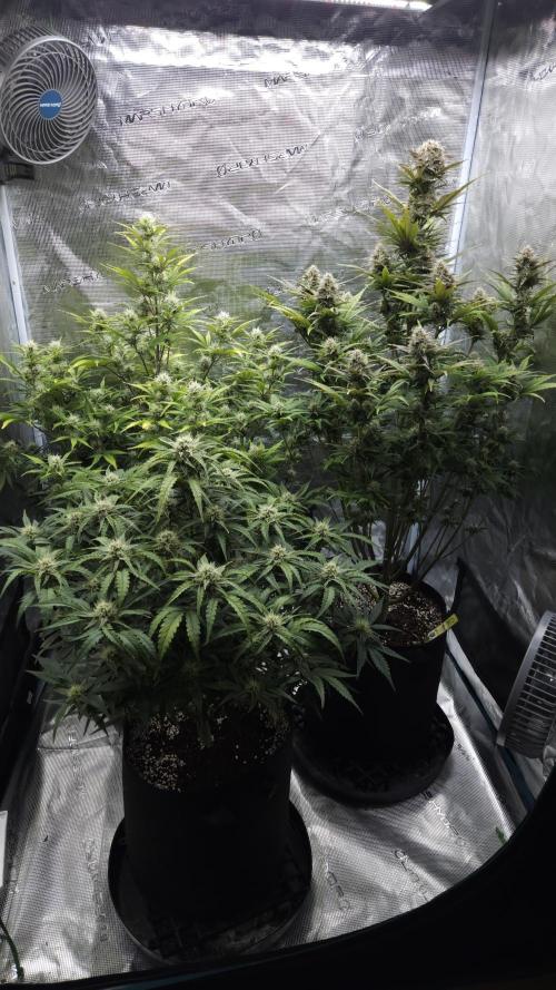 First grow Fastbuds Auto. Week 8