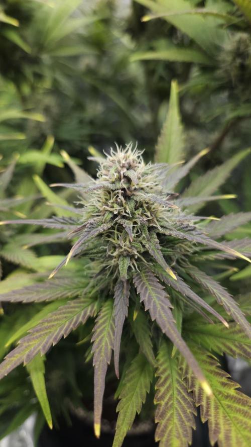 First grow Fastbuds Auto. Week 8