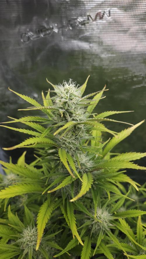 First grow Fastbuds Auto. Week 8