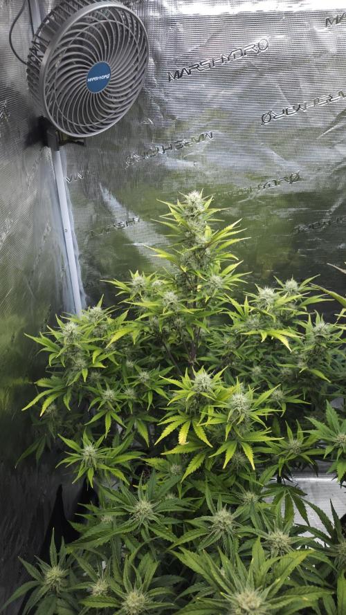 First grow Fastbuds Auto. Week 8