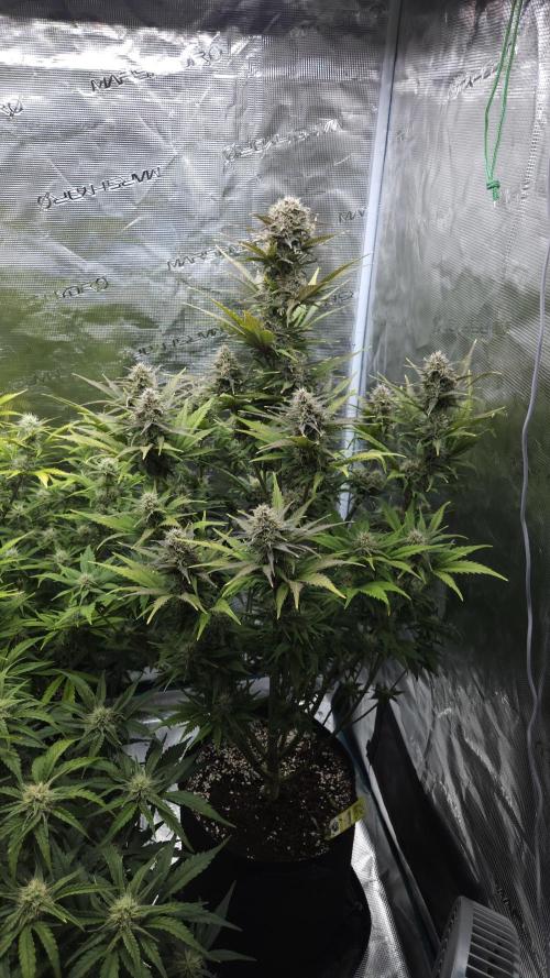 First grow Fastbuds Auto. Week 8