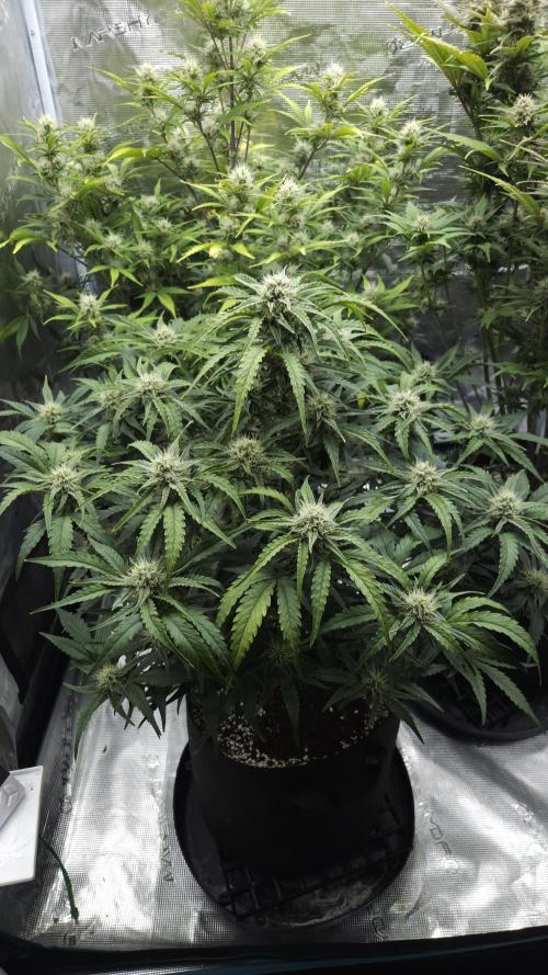 First grow Fastbuds Auto. Week 8