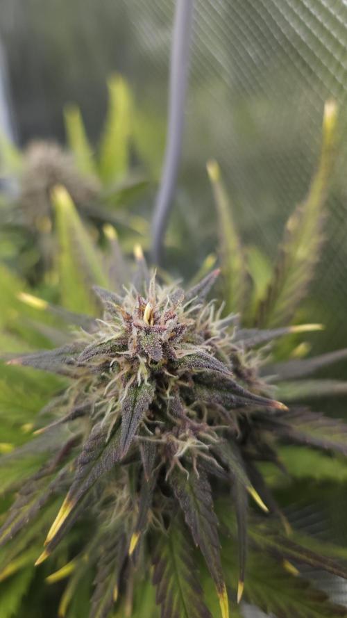 First grow Fastbuds Auto. Week 9