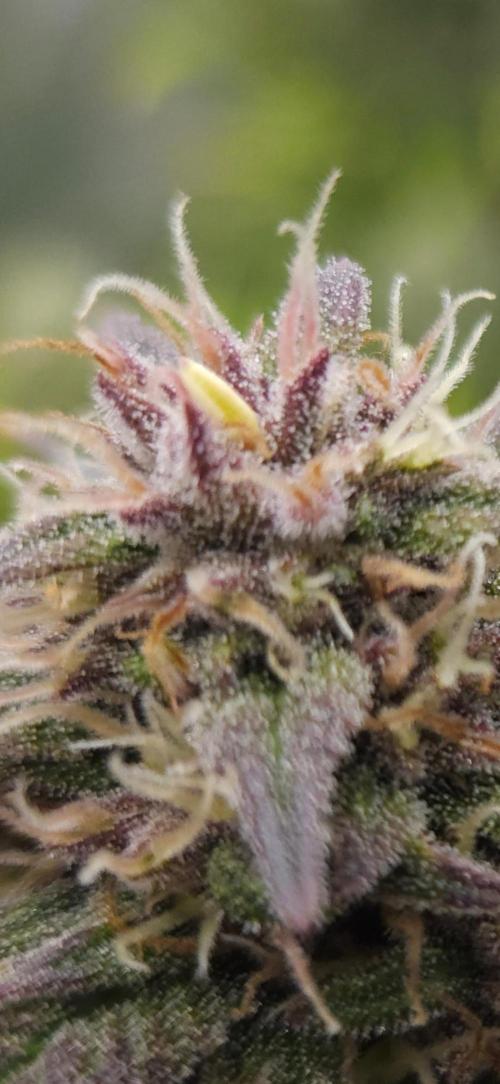 First grow Fastbuds Auto. Week 9