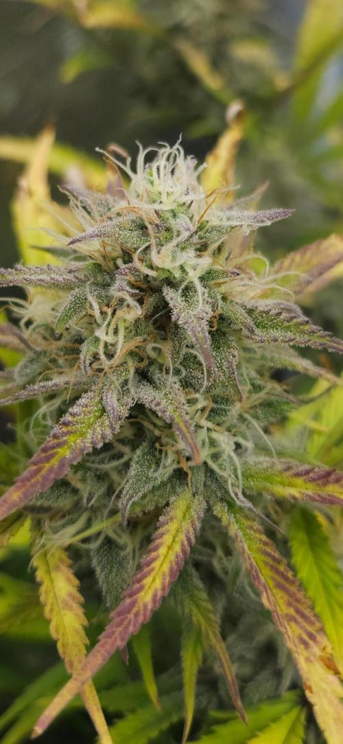 First grow Fastbuds Auto. Week 10