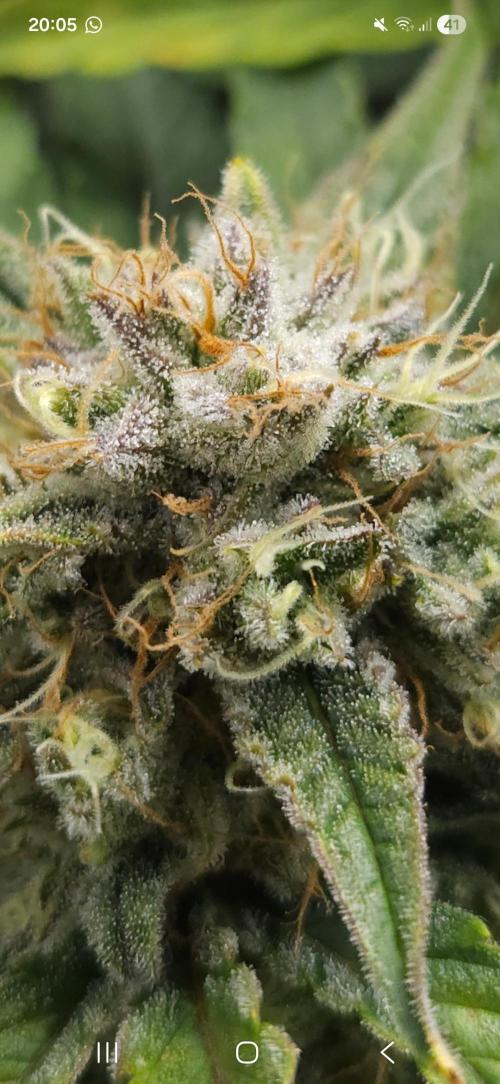 First grow Fastbuds Auto. Week 10