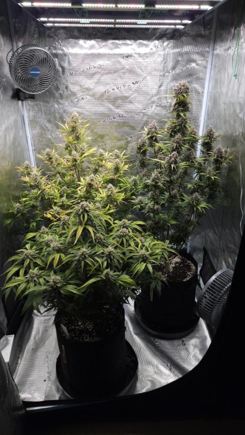 First grow Fastbuds Auto. Week 10